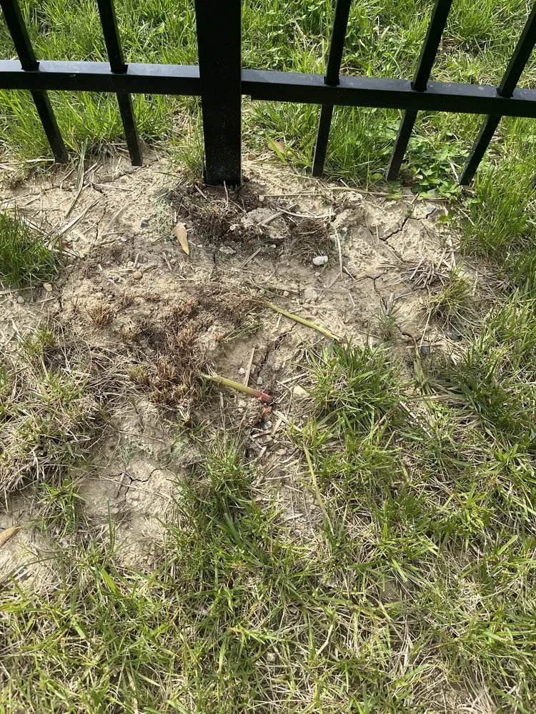 Expert yard cleanup service near you in Indianapolis, IN by Lawn Love Lawn Care