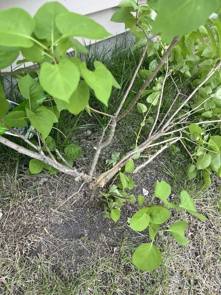 Expert landscape design for outdoor upgrades in Indianapolis, IN by Lawn Love Lawn Care