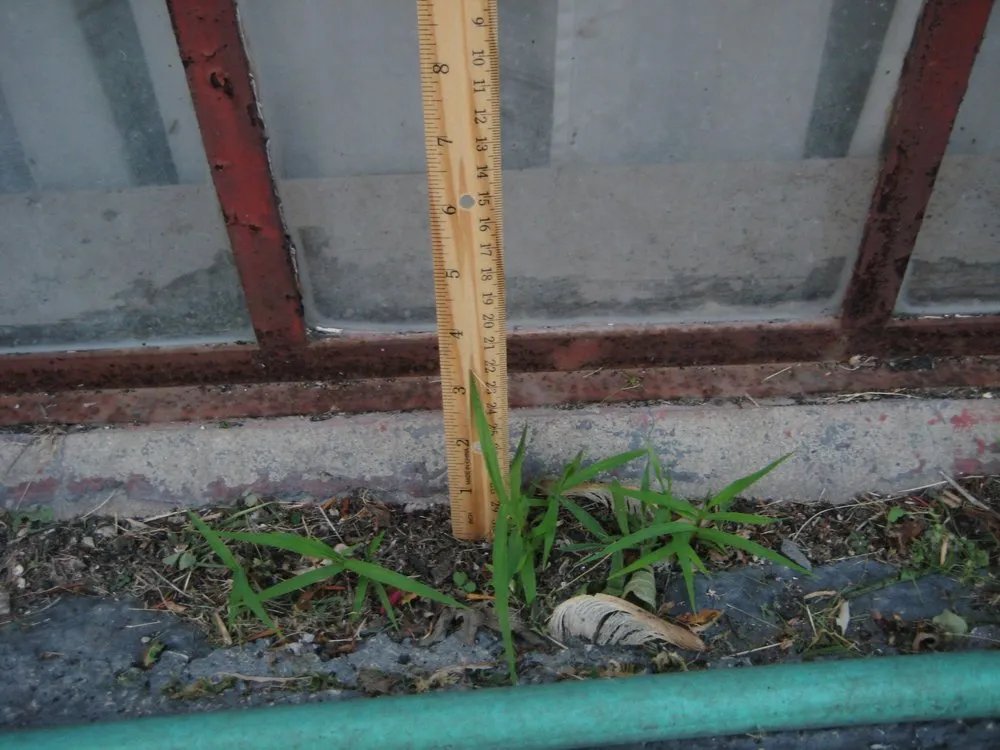 Professional landscape design for beautiful yards across Indianapolis, IN - Lawn Love Lawn Care