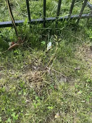 Lawn Love Lawn Care Logo