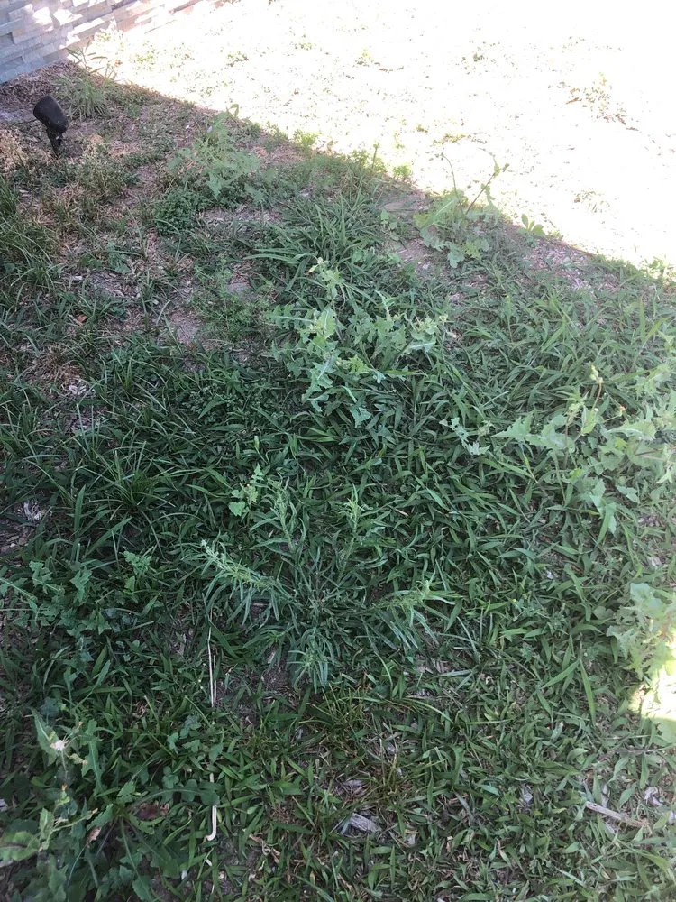 Professional outdoor landscaping with custom design in Irvine, CA by Lawn Love Lawn Care