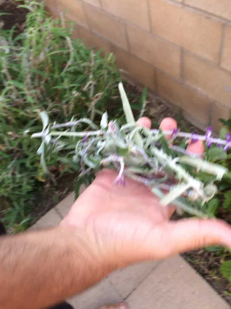 Top-rated residential landscaping in Irvine, CA - Lawn Love Lawn Care