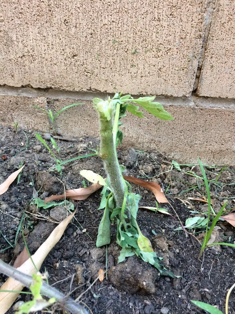 Reliable yard cleanup service for beautiful yards across Irvine, CA - Lawn Love Lawn Care