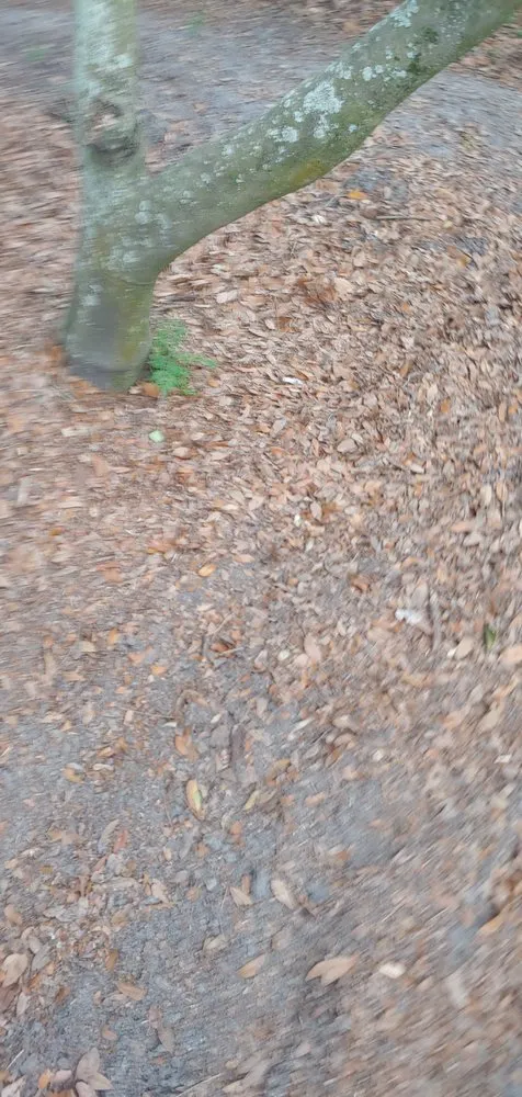 Reliable landscape design in Jacksonville, FL by Lawn Love Lawn Care