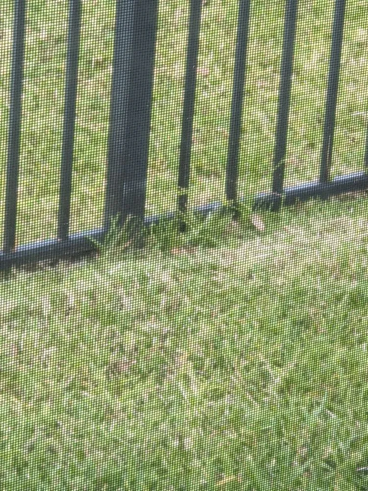 Trusted lawn care service in Jacksonville, FL - Lawn Love Lawn Care