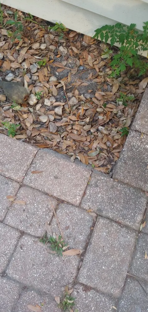 Expert lawn care service experts serving Jacksonville, FL - Lawn Love Lawn Care