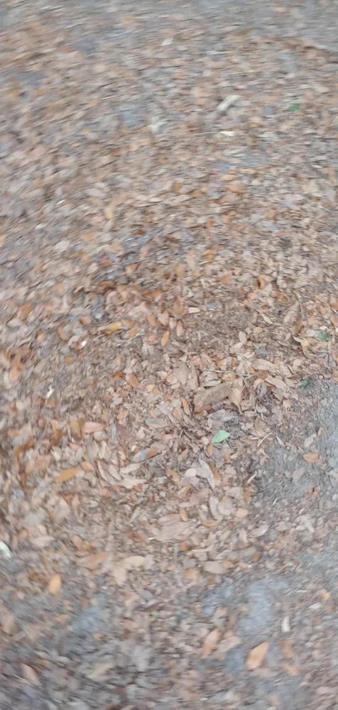 Trusted lawn care service in Jacksonville, FL - Lawn Love Lawn Care