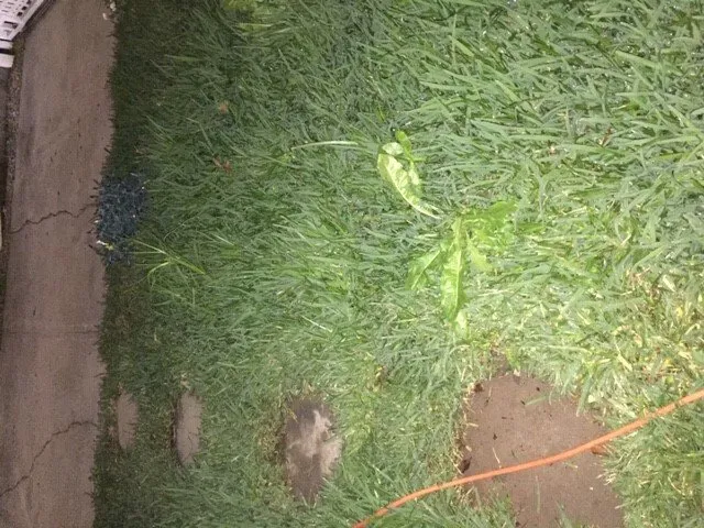 Professional residential landscaping with custom design across Los Angeles, CA - Lawn Love Lawn Care