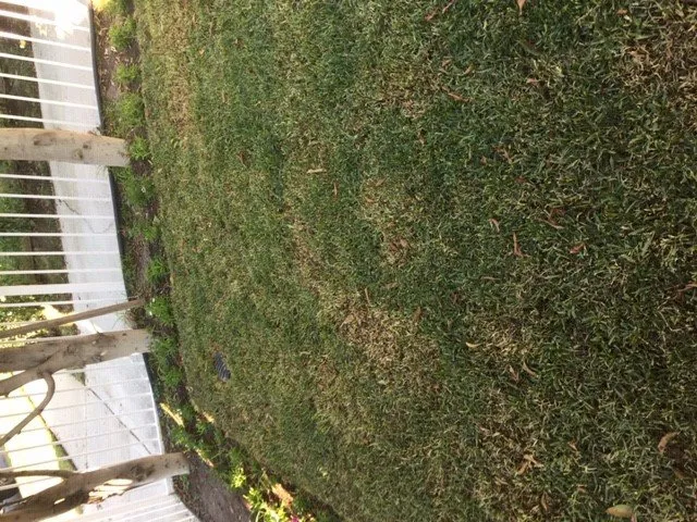 Reliable yard cleanup service in Los Angeles, CA - Lawn Love Lawn Care