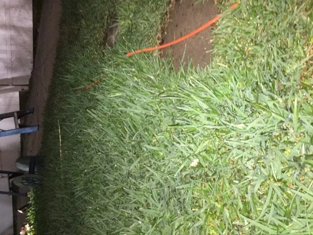 Affordable lawn care service near you in Los Angeles, CA by Lawn Love Lawn Care