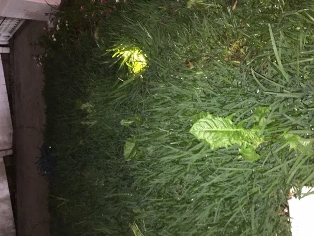 Local yard cleanup service experts serving Los Angeles, CA - Lawn Love Lawn Care