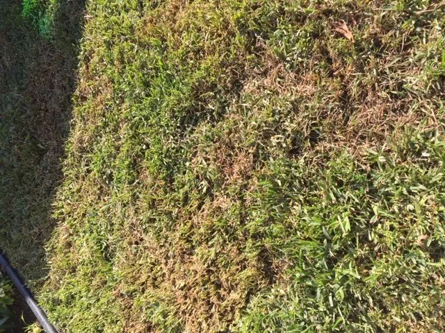 Affordable landscaping services in Los Angeles, CA by Lawn Love Lawn Care