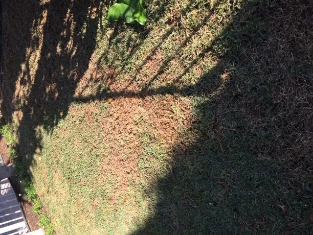 Affordable yard maintenance in Los Angeles, CA - Lawn Love Lawn Care