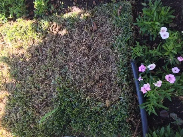 Reliable landscape installation in Los Angeles, CA - Lawn Love Lawn Care