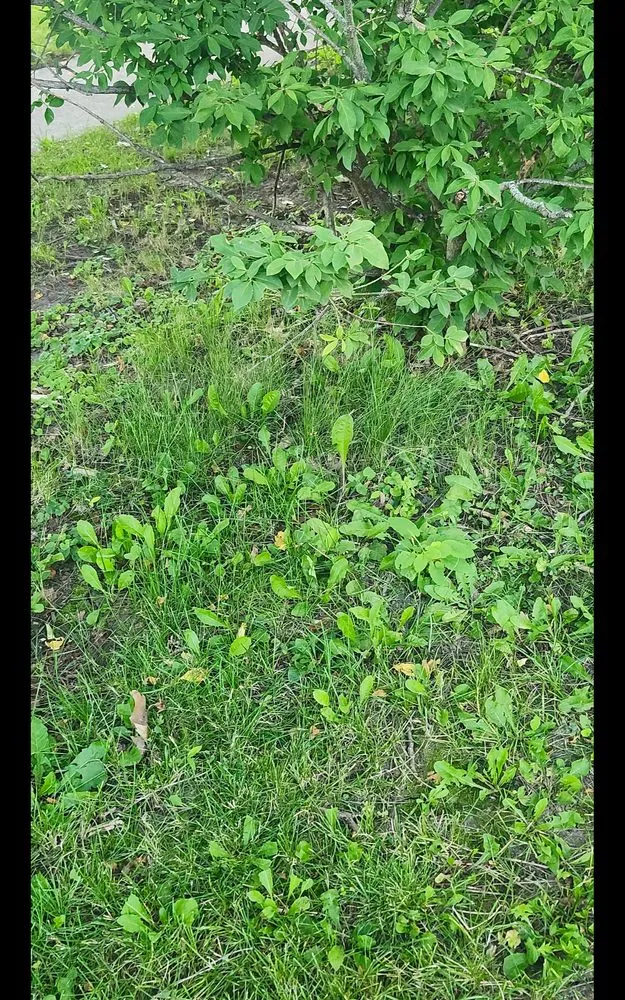 Affordable landscaping services in Milwaukee, WI by Lawn Love Lawn Care