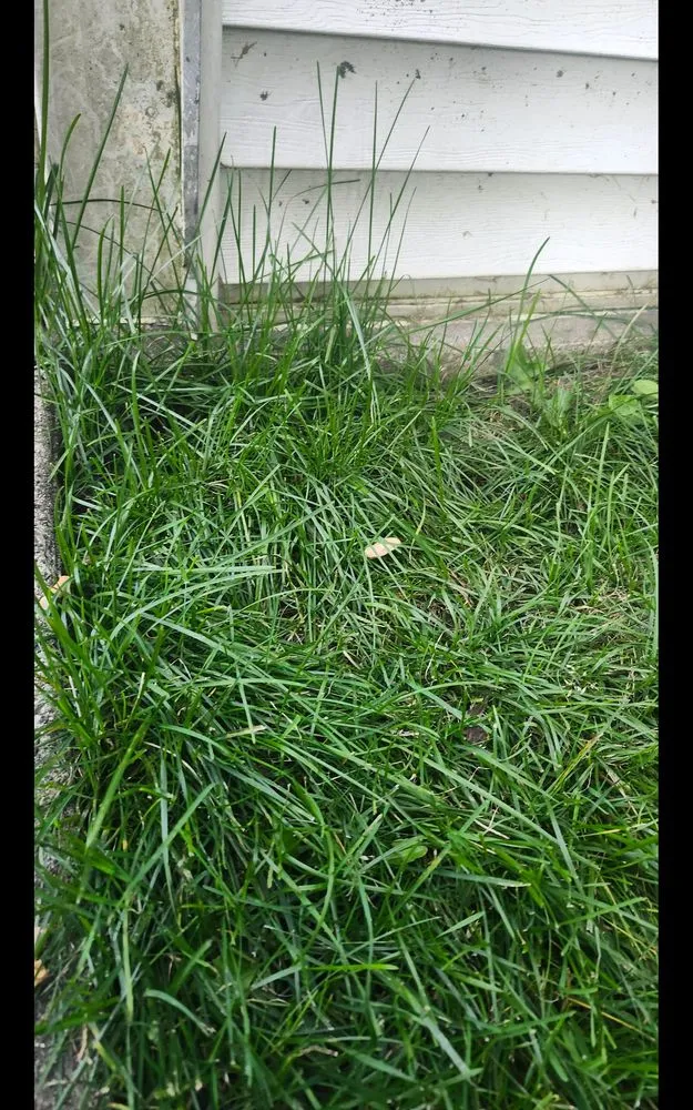 Trusted yard maintenance experts serving Milwaukee, WI - Lawn Love Lawn Care