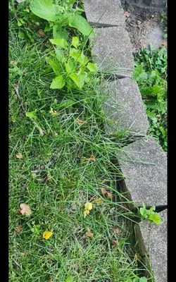 Lawn Love Lawn Care Logo