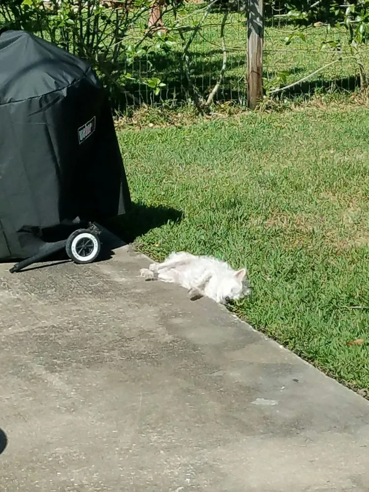 Top-rated yard maintenance experts serving Orlando, FL - Lawn Love Lawn Care