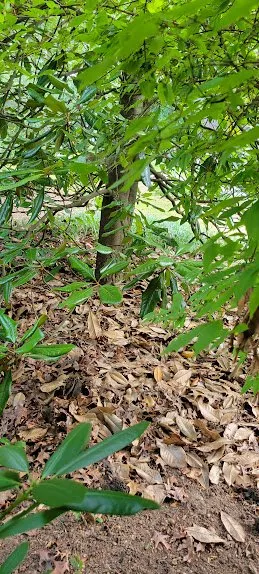 Reliable lawn care service experts serving Raleigh, NC - Lawn Love Lawn Care