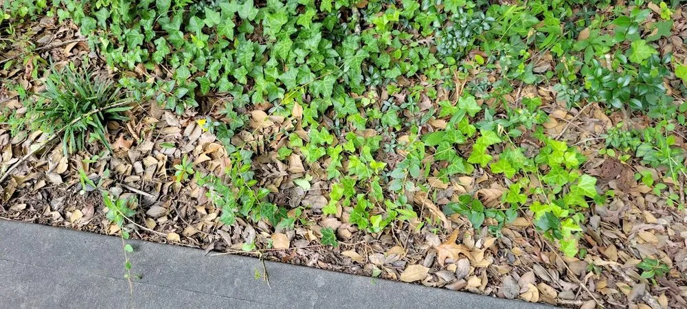 Affordable yard maintenance in Raleigh, NC by Lawn Love Lawn Care