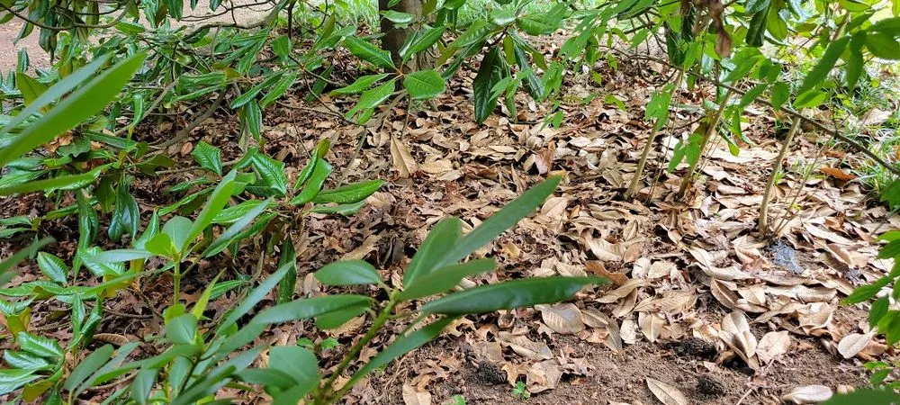 Trusted lawn mowing service in Raleigh, NC - Lawn Love Lawn Care