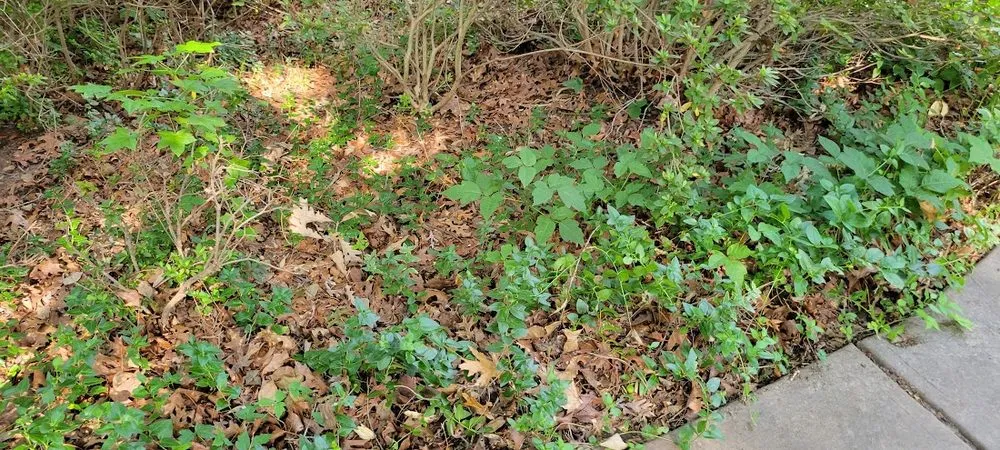 Professional yard cleanup service experts serving Raleigh, NC - Lawn Love Lawn Care