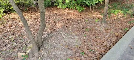 Affordable landscape installation for beautiful yards across Raleigh, NC - Lawn Love Lawn Care