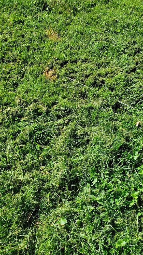 Top-rated lawn care service for beautiful yards across Richmond, VA - Lawn Love Lawn Care