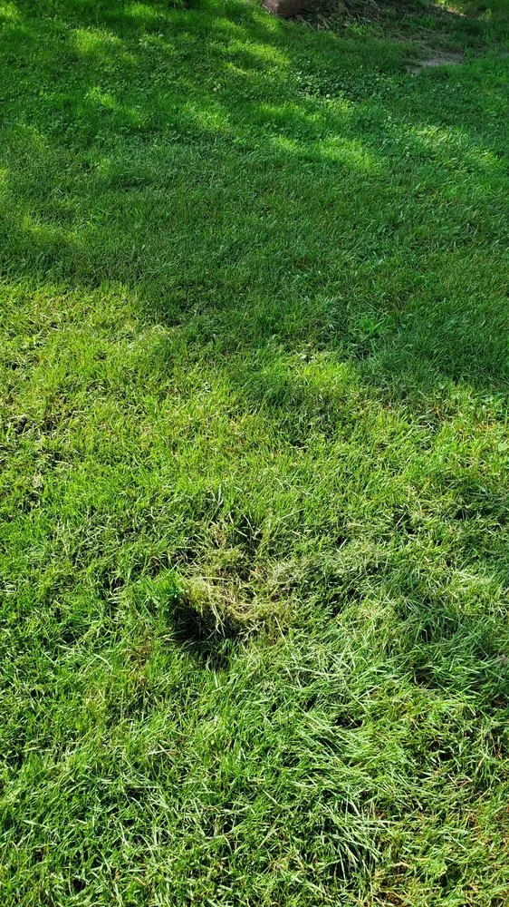 Custom yard cleanup service experts serving Richmond, VA - Lawn Love Lawn Care