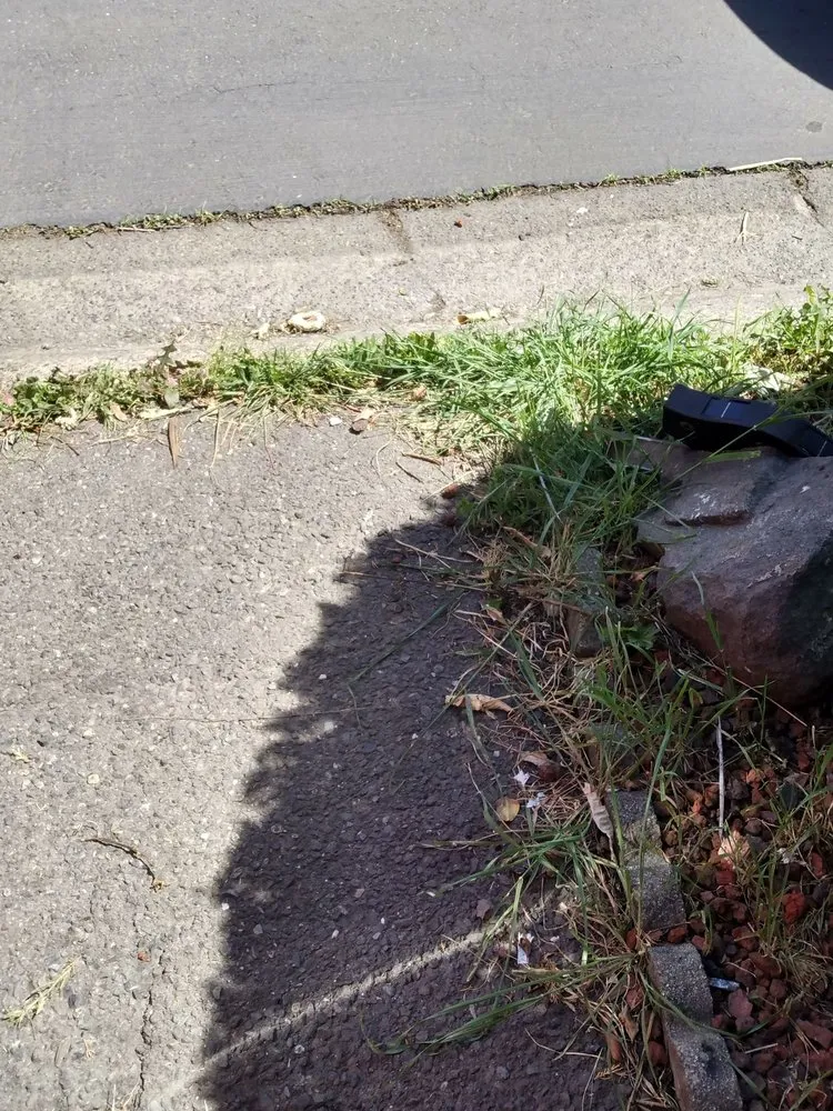 Professional yard maintenance in Sacramento, CA - Lawn Love Lawn Care