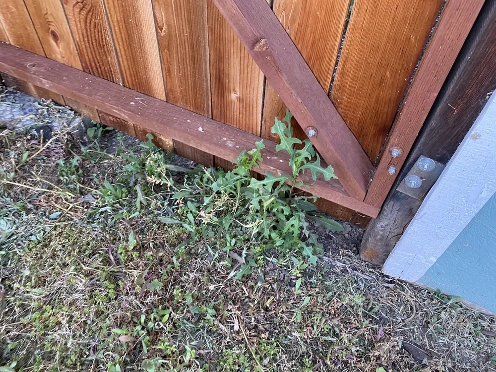 Custom yard cleanup service in Sacramento, CA by Lawn Love Lawn Care