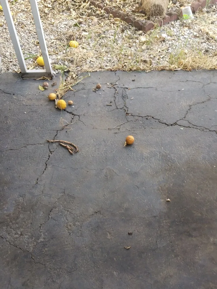 Local yard cleanup service for year-round maintenance in Sacramento, CA by Lawn Love Lawn Care