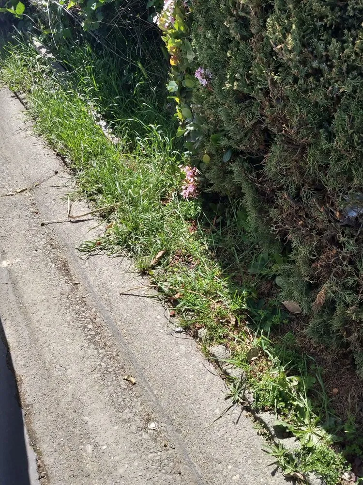 Affordable landscape design for homes in Sacramento, CA by Lawn Love Lawn Care