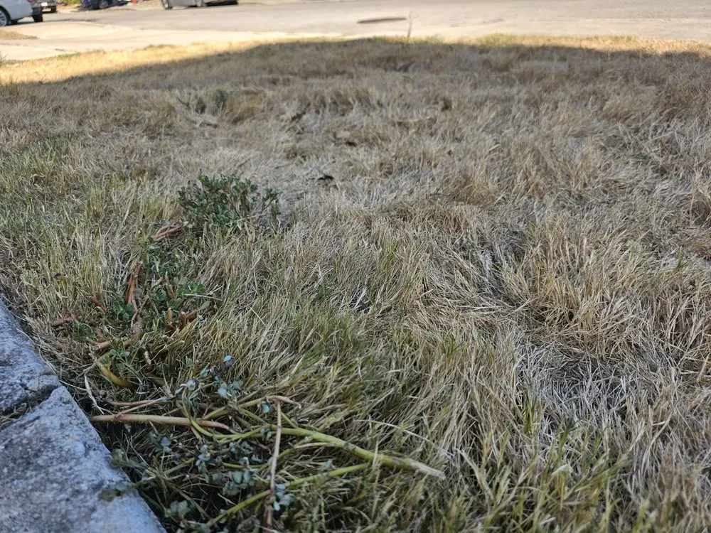 Affordable residential landscaping in San Antonio, TX - Lawn Love Lawn Care