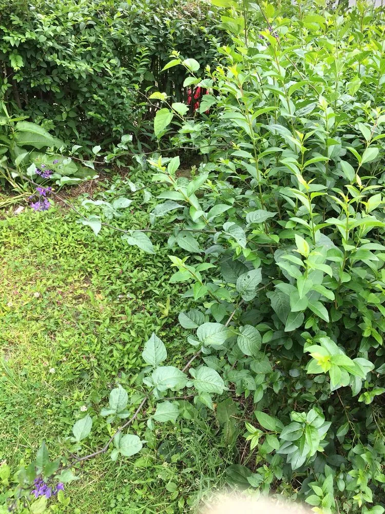 Affordable yard maintenance experts serving Scranton, PA - Lawn Love Lawn Care