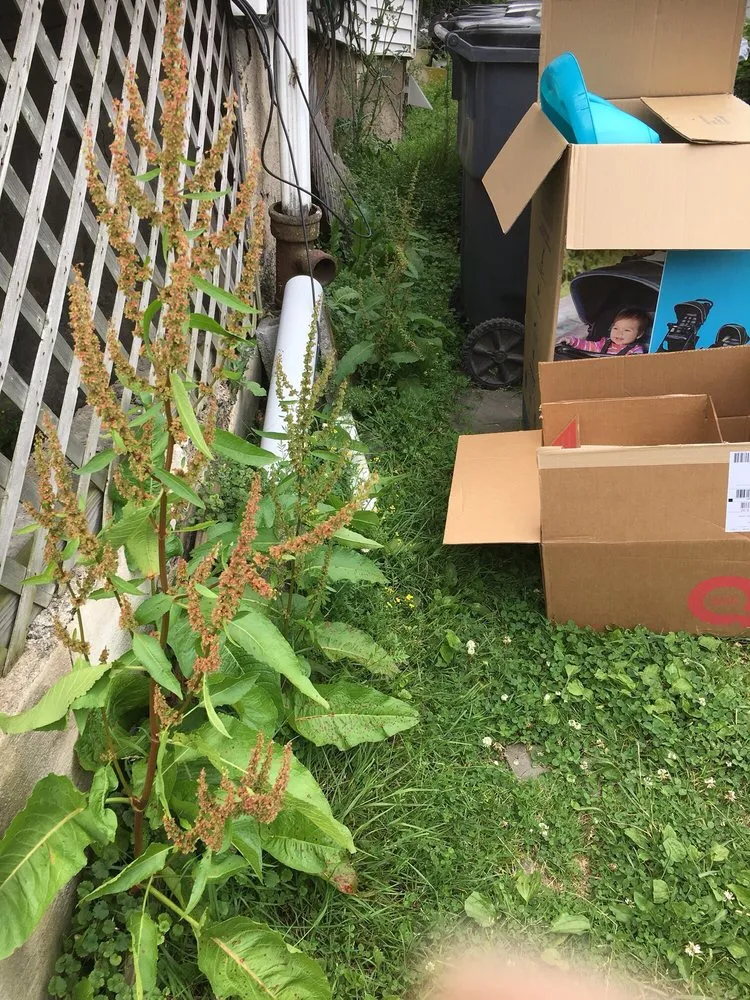 Trusted landscaping services in Scranton, PA by Lawn Love Lawn Care