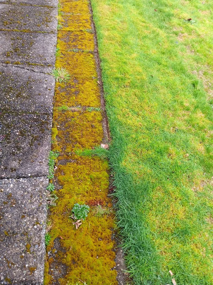 Top-rated landscaping services in Seattle, WA by Lawn Love Lawn Care