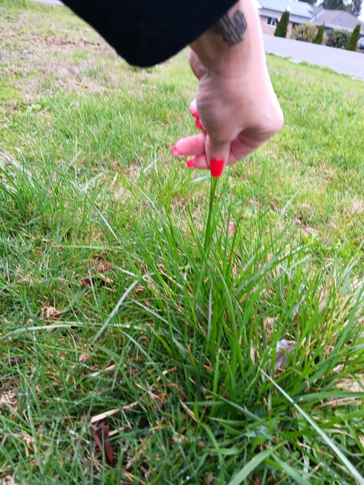 Affordable landscaping services for homes across Seattle, WA - Lawn Love Lawn Care