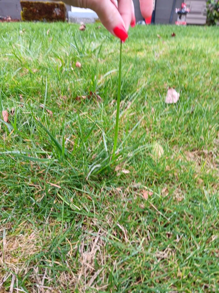 Expert outdoor landscaping experts serving Seattle, WA - Lawn Love Lawn Care