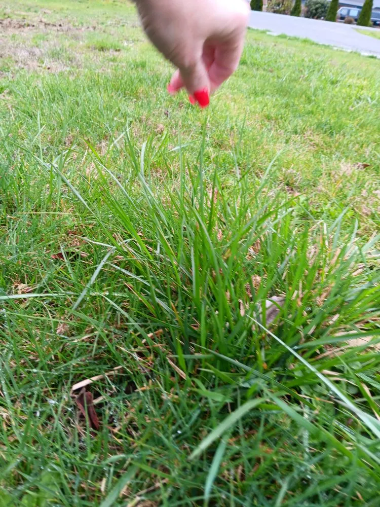 Custom yard cleanup service in Seattle, WA - Lawn Love Lawn Care