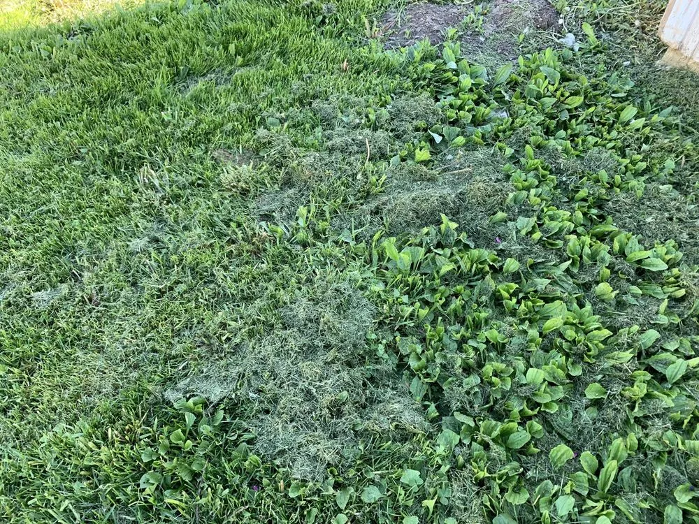 Reliable landscaping services for year-round maintenance across Southfield, MI - Lawn Love Lawn Care