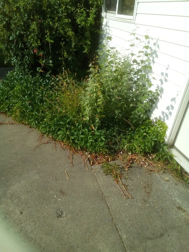 Trusted lawn care service in Spokane, WA - Lawn Love Lawn Care