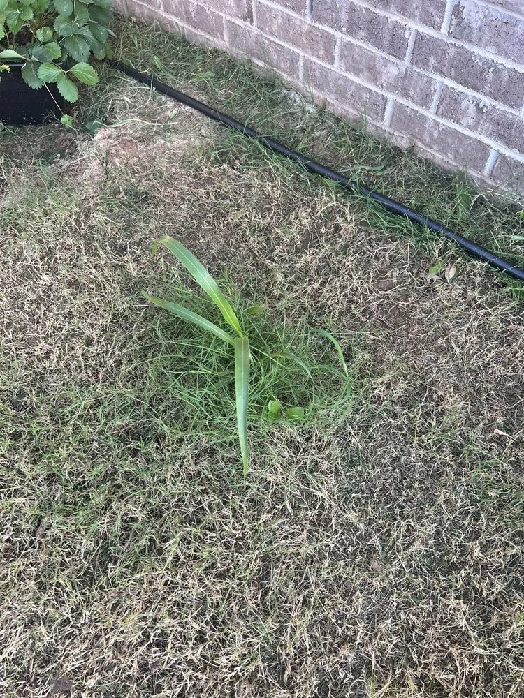 Trusted lawn mowing service experts serving Tulsa, OK - Lawn Love Lawn Care