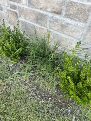 Lawn Love Lawn Care Logo