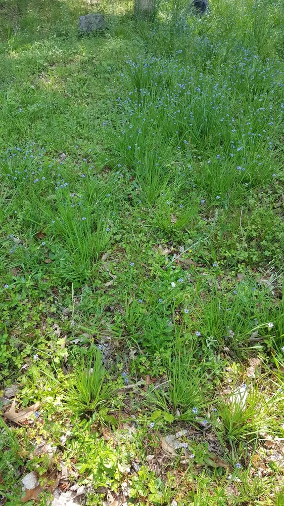 Professional yard cleanup service experts serving Virginia Beach, VA - Lawn Love Lawn Care