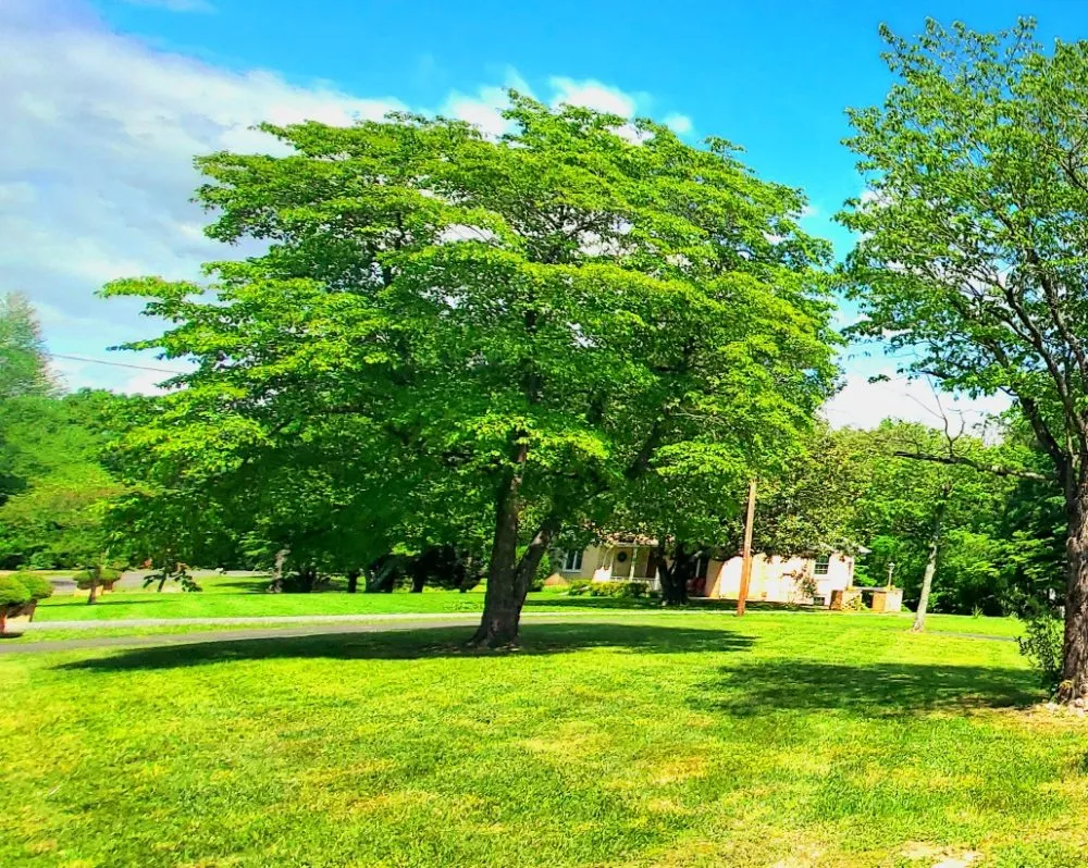 Top-rated garden landscaping experts serving Paducah, KY - Lawn Love Lawncare