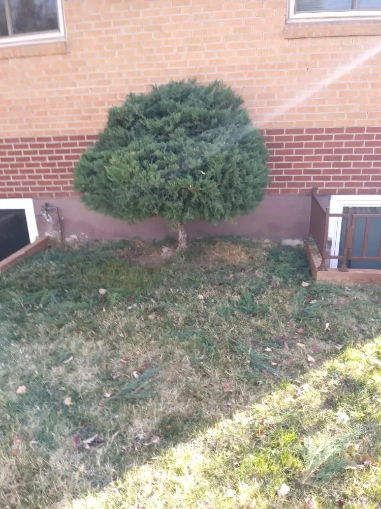 Reliable landscaping services for residential properties in Denver, CO by Lawn M D