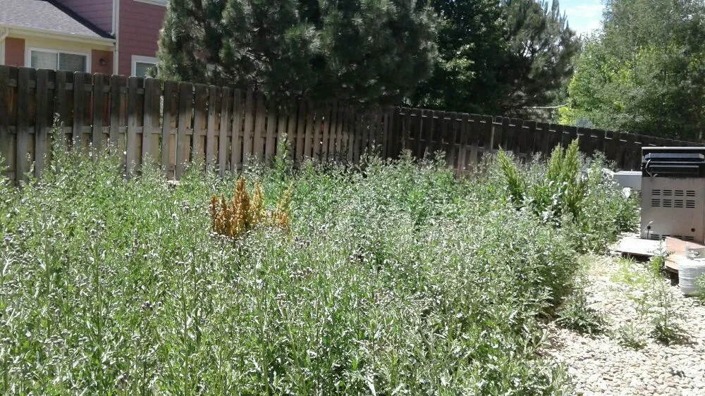 Trusted landscape installation in Denver, CO by Lawn M D