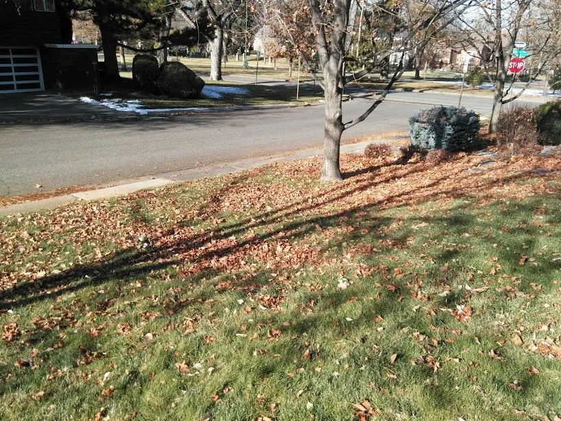 Expert lawn care service in Denver, CO by Lawn M D