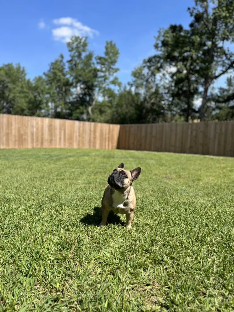 Top-rated garden landscaping in Conroe, TX - Lawn Maintenance Chief